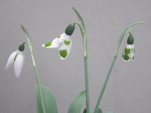 Galanthus elwesii Kencot Ripple